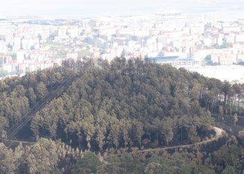 O BNG propón que o Concello declare Vigo “cidade libre de eucalipto”