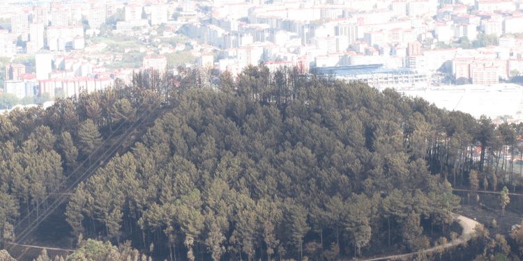 O BNG propón que o Concello declare Vigo “cidade libre de eucalipto”