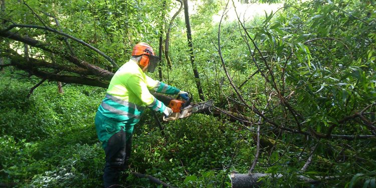Actuacións de limpeza e conservación no río Muíños