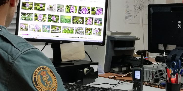 Intervienen en Gondomar un lote de plantas prohibidas expuestas a la venta en internet