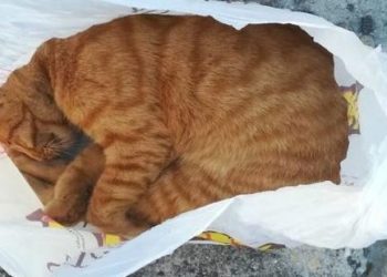 Condena de seis meses de cárcel para una pareja que ahorcó a un gato en Tomiño