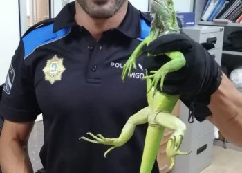 Rescatan una iguana atrapada en una verja en el centro de Vigo