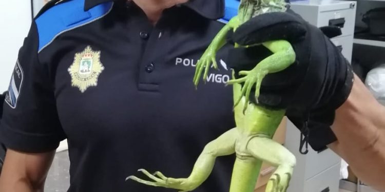 Rescatan una iguana atrapada en una verja en el centro de Vigo