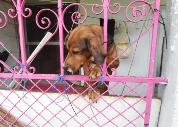 Rescatan en Vigo a dos perros que vivían en mal estado y rodeados de excrementos