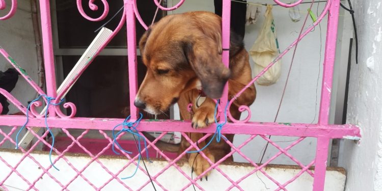Rescatan en Vigo a dos perros que vivían en mal estado y rodeados de excrementos