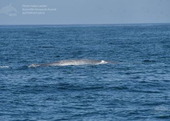 Avistan y graban una ballena azul y un rorcual a unas millas de Cíes