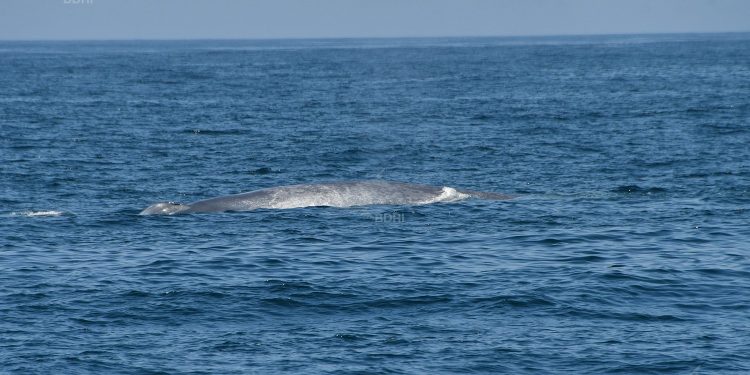Avistan y graban una ballena azul y un rorcual a unas millas de Cíes