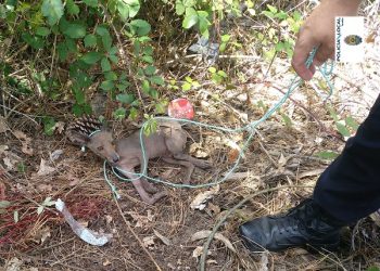Herido por mordedura de un zorro albino tras hallarlo en mal estado en una cuneta