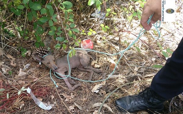 Herido por mordedura de un zorro albino tras hallarlo en mal estado en una cuneta