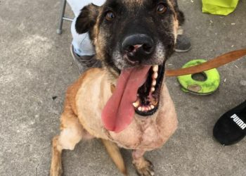 A Policía Local de Nigrán inicia unha campaña informativa para propietarios de cans