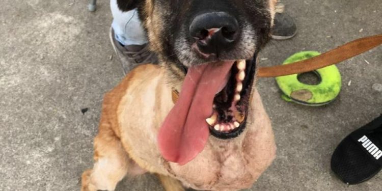 A Policía Local de Nigrán inicia unha campaña informativa para propietarios de cans