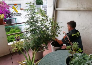 La Guardia Civil se incauta de seis plantas de marihuana en la terraza de una vivienda en Moaña