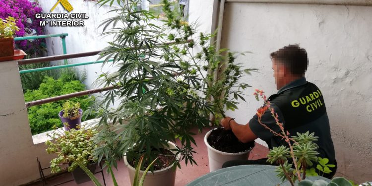 La Guardia Civil se incauta de seis plantas de marihuana en la terraza de una vivienda en Moaña