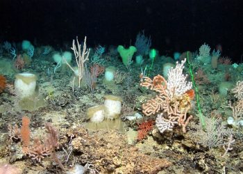 El Sarmiento de Gamboa vuelve a Vigo tras descubrir un jardín de corales en Azores