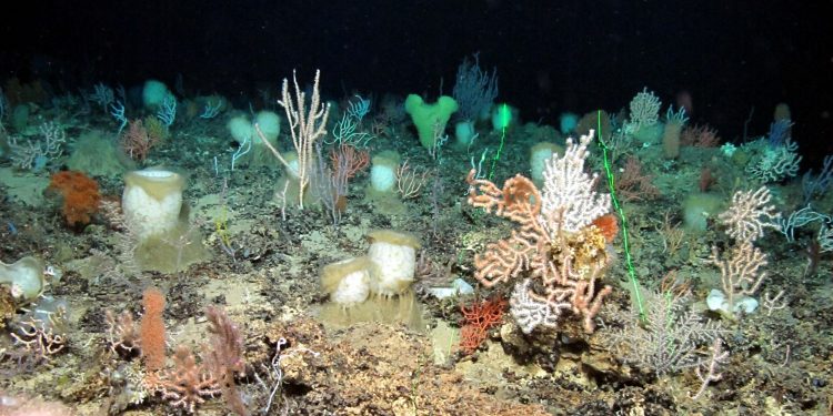 El Sarmiento de Gamboa vuelve a Vigo tras descubrir un jardín de corales en Azores