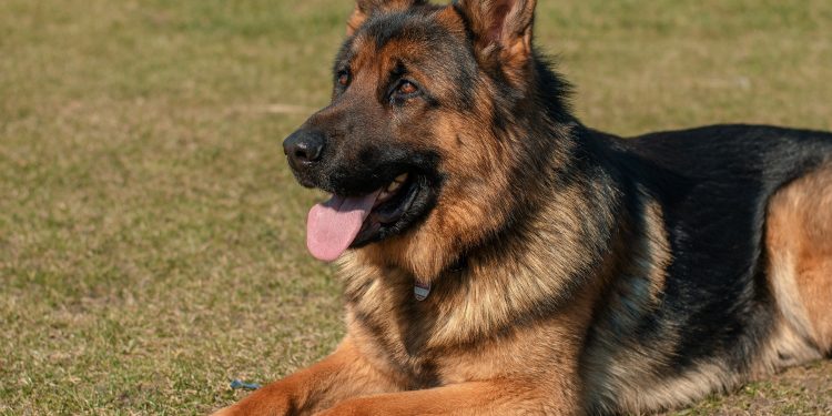 Gondomar mide la destreza, inteligencia y trabajo de los mejores pastores alemanes de España