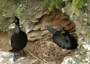 Corvos mariños das Cíes, marcados para un proxecto de seguimiento remoto