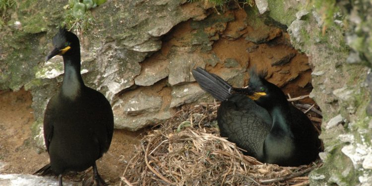 Corvos mariños das Cíes, marcados para un proxecto de seguimiento remoto