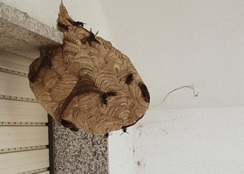 O Porriño xa retirou preto dun cento de niños de velutinas este verán