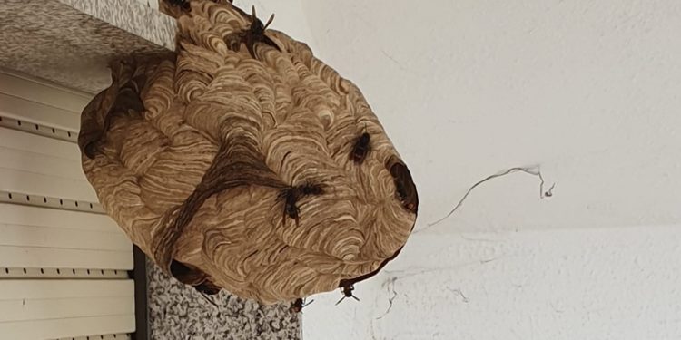 O Porriño xa retirou preto dun cento de niños de velutinas este verán