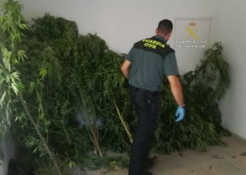 La Guardia Civil se incauta de una plantación de marihuana en Tomiño