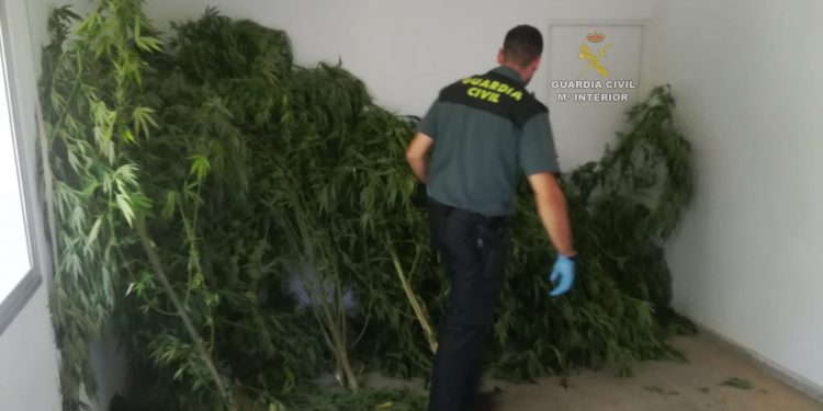 La Guardia Civil se incauta de una plantación de marihuana en Tomiño
