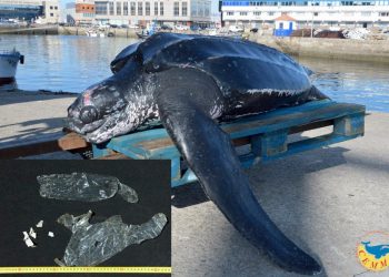 Encuentran muerta cerca de Cabo Home a una tortuga de 175 kilos con plásticos en el estómago