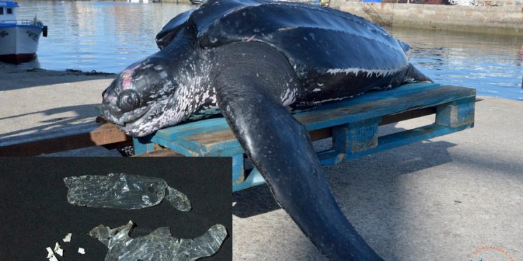 Encuentran muerta cerca de Cabo Home a una tortuga de 175 kilos con plásticos en el estómago