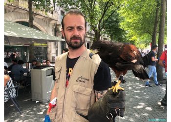 Gaviotas y palomas bajo control