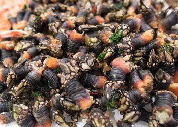 A Guarda entrégase aos produtos galegos da terra e do mar co gallo da Festa do Percebe