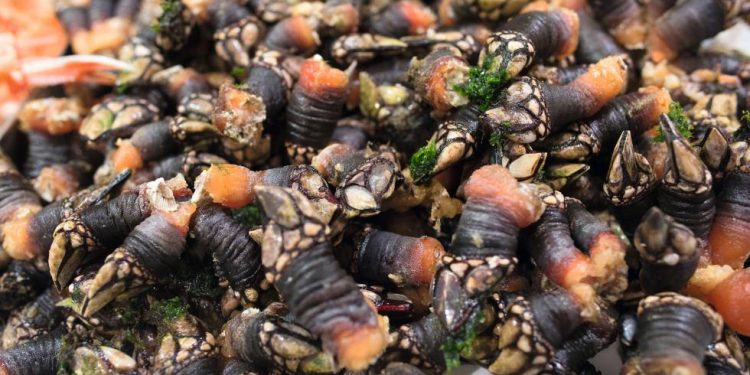 A Guarda entrégase aos produtos galegos da terra e do mar co gallo da Festa do Percebe