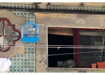 El gato vigila al pájaro