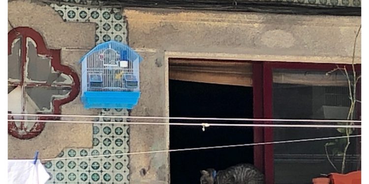 El gato vigila al pájaro