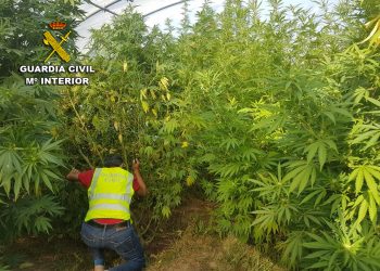 La Guardia Civil se incauta de una plantación de marihuana en A Guarda