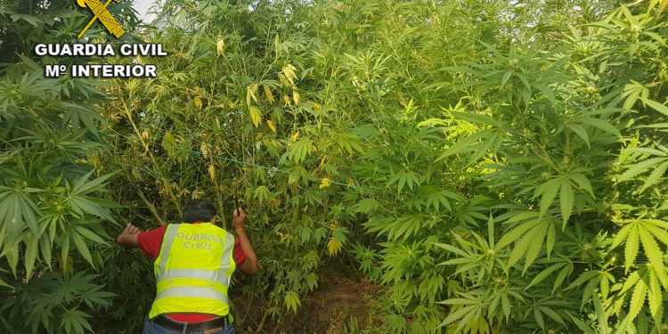 La Guardia Civil se incauta de una plantación de marihuana en A Guarda