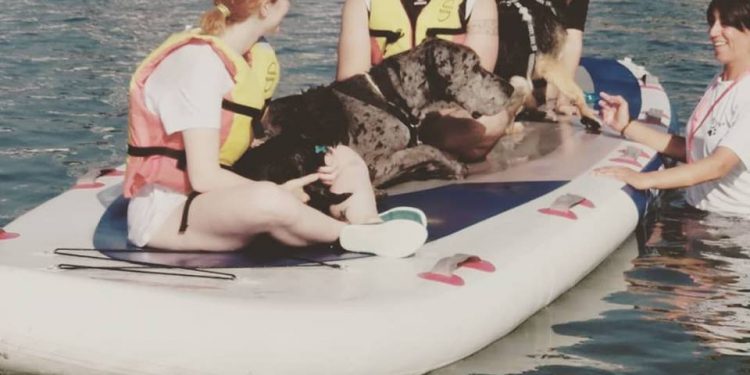 La rampa del Náutico de Vigo acogerá la II Jornada Canina