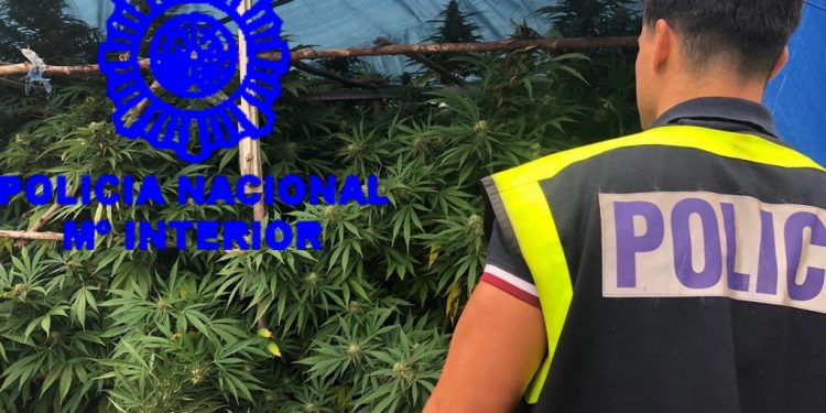 Intervienen una plantación y 117 kilos de marihuana en Mos