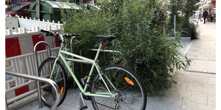 Arbustos incontrolados