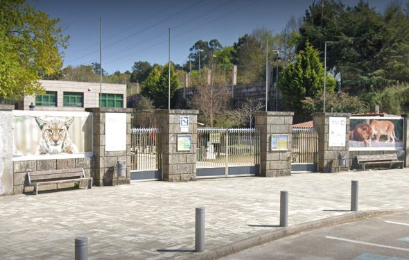Denuncian el sacrificio de cinco jabatos recién nacidos y sanos en VigoZoo