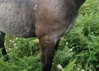 Denunciado un vecino de Vigo por arrastrar un potro con su vehículo y darle palos para levantarlo