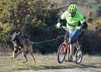 «Mushing Popular», deporte canino en Nigrán cunha decena de modalidades