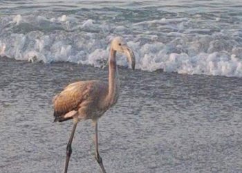 La presencia de un flamenco sorprende a los bañistas en una playa de Vigo