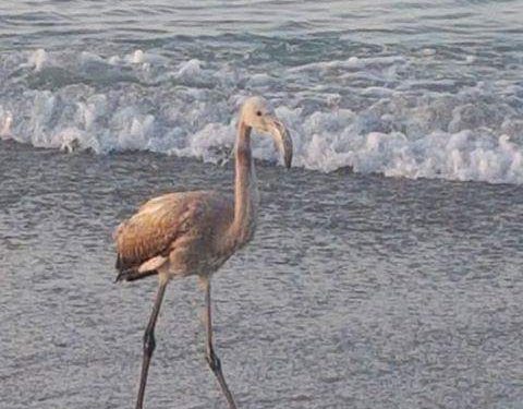 La presencia de un flamenco sorprende a los bañistas en una playa de Vigo