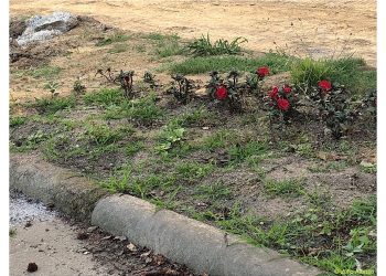 Las últimas flores de la Gran Vía