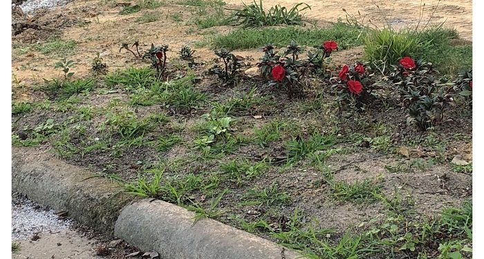 Las últimas flores de la Gran Vía