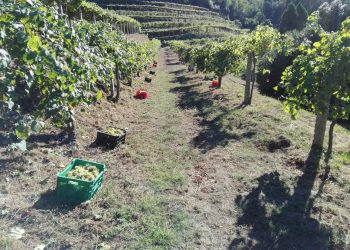 A vendima no Castelo de Soutomaior remata con preto de 10.000 quilos de uva recollidos