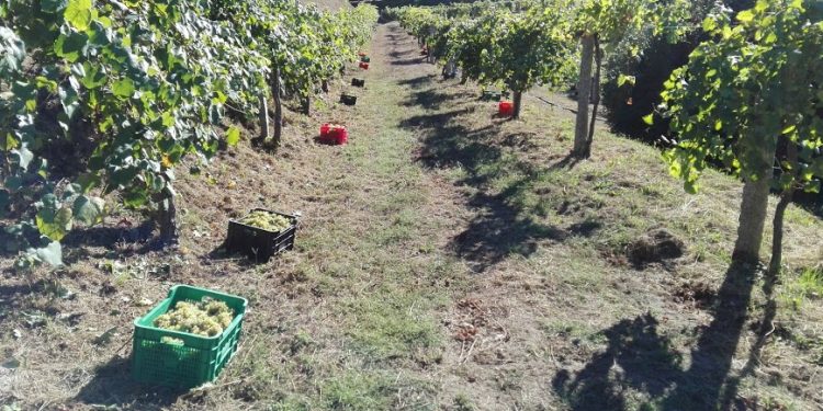 A vendima no Castelo de Soutomaior remata con preto de 10.000 quilos de uva recollidos