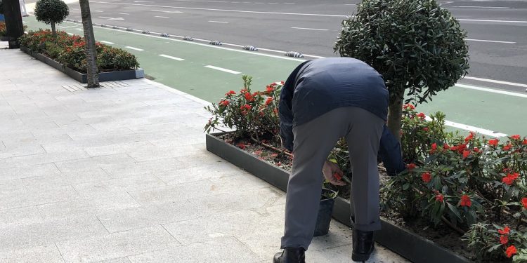 Las plantas mejor cuidadas