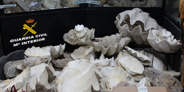 Intervienen en Vigo una importante cantidad de fósiles y especies de fauna protegidas