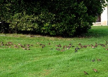 Los pájaros inocentes